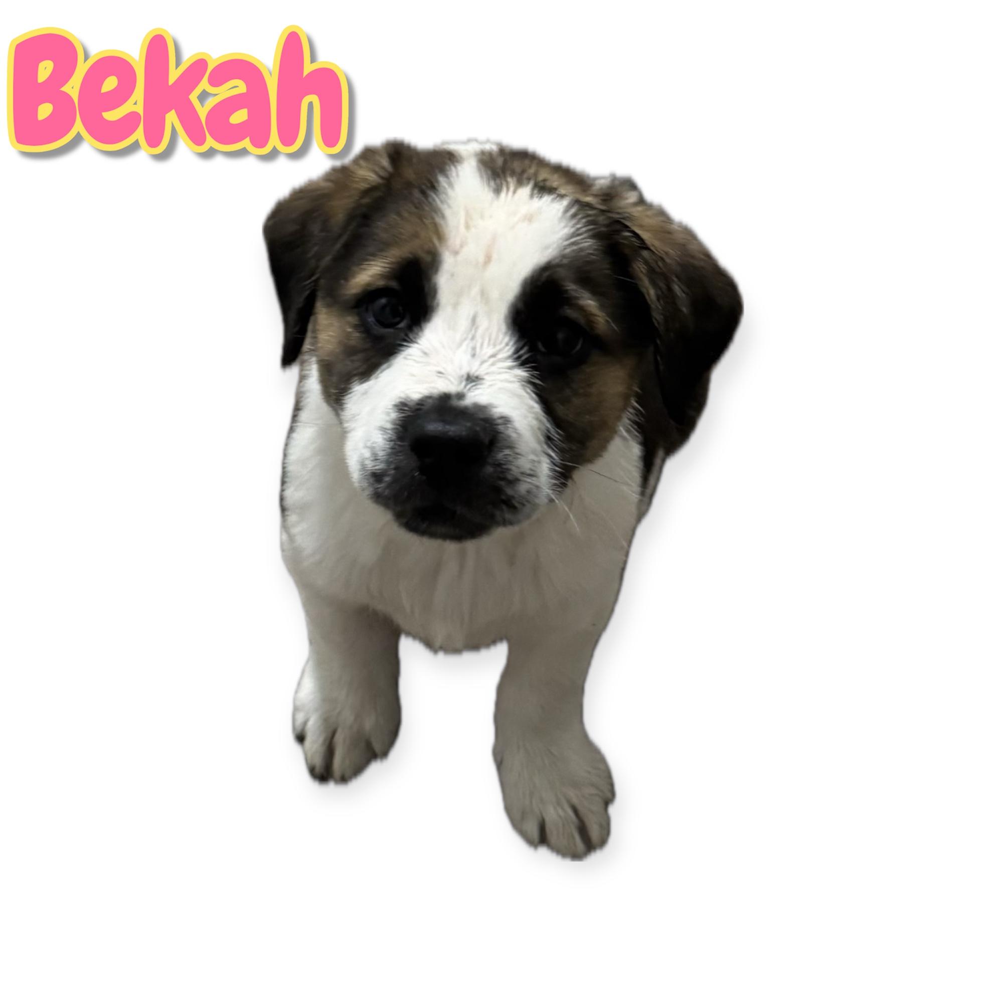Enlarge Bekah, a Adoptable mixed breed in Arlington, TX image 1/1