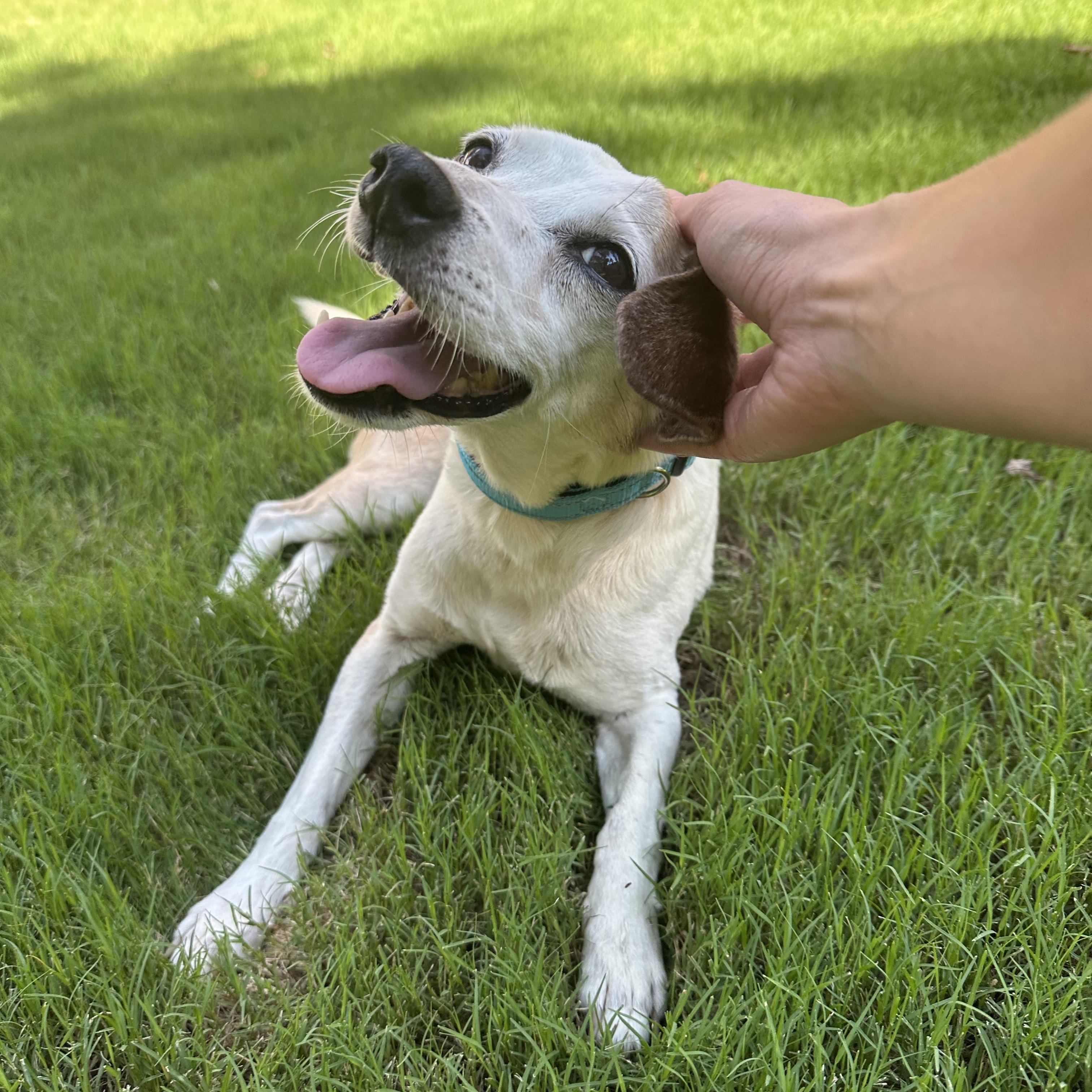 Flo, a ADOPTABLE mixed breed in Rock Hill, SC image 1/6