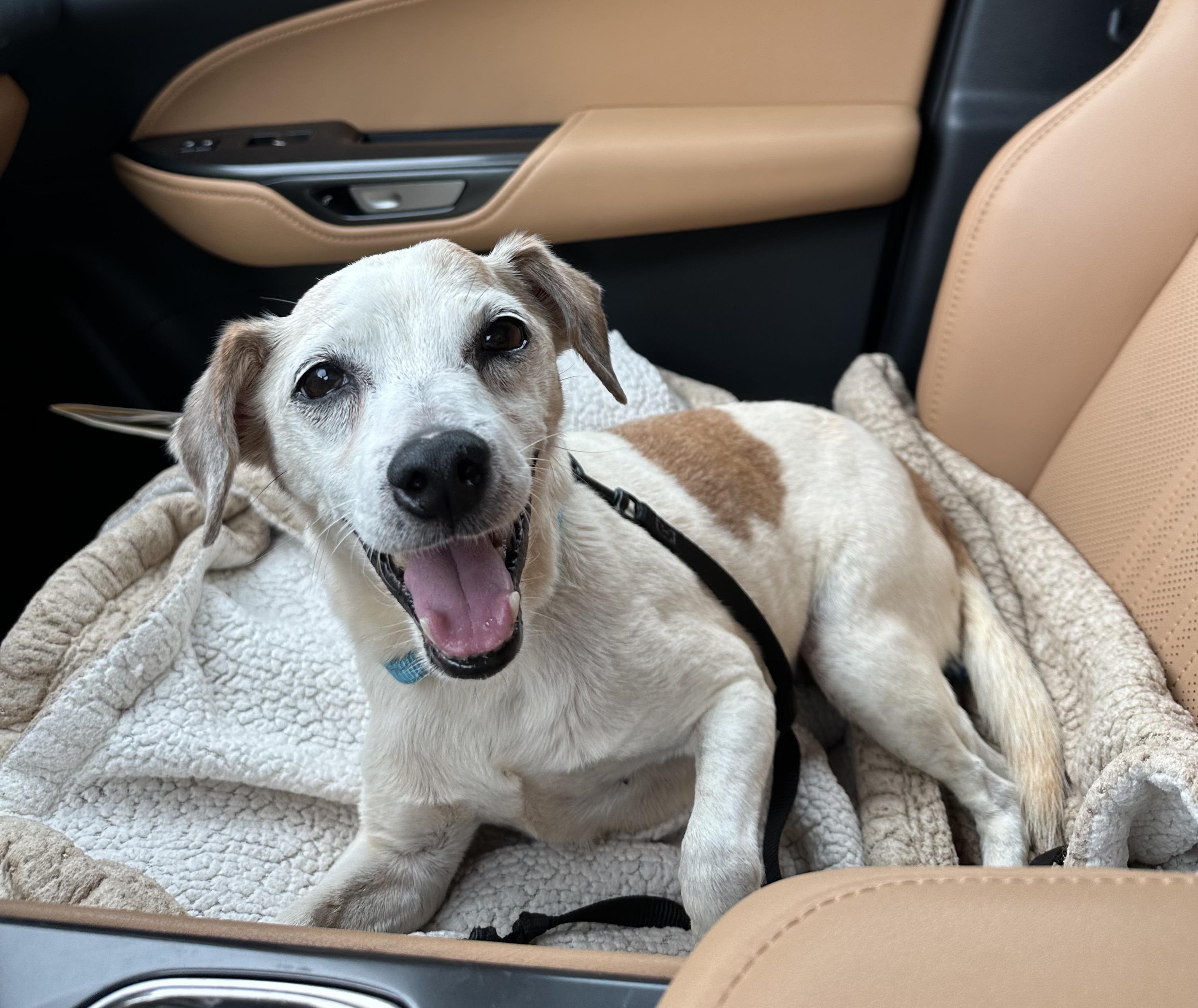 Flo, a ADOPTABLE mixed breed in Rock Hill, SC image 6/6