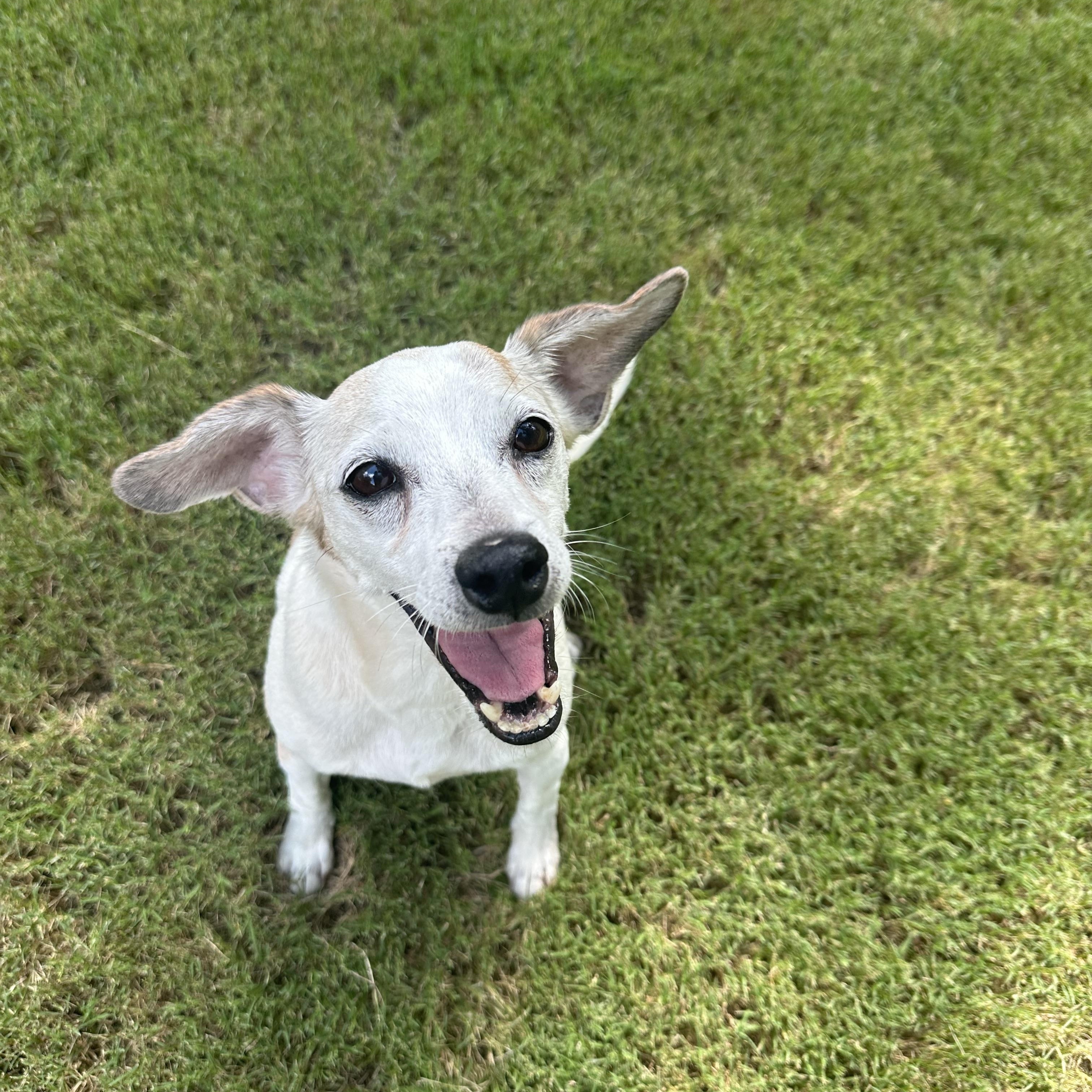 Flo, a ADOPTABLE mixed breed in Rock Hill, SC image 5/6