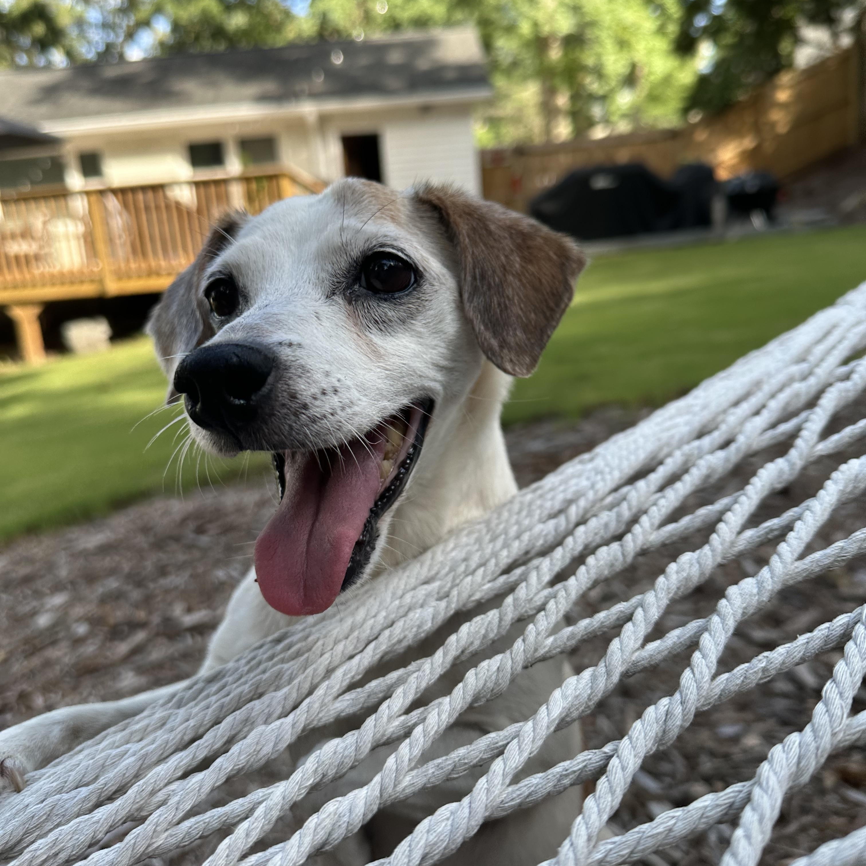 Flo, a ADOPTABLE mixed breed in Rock Hill, SC image 3/6