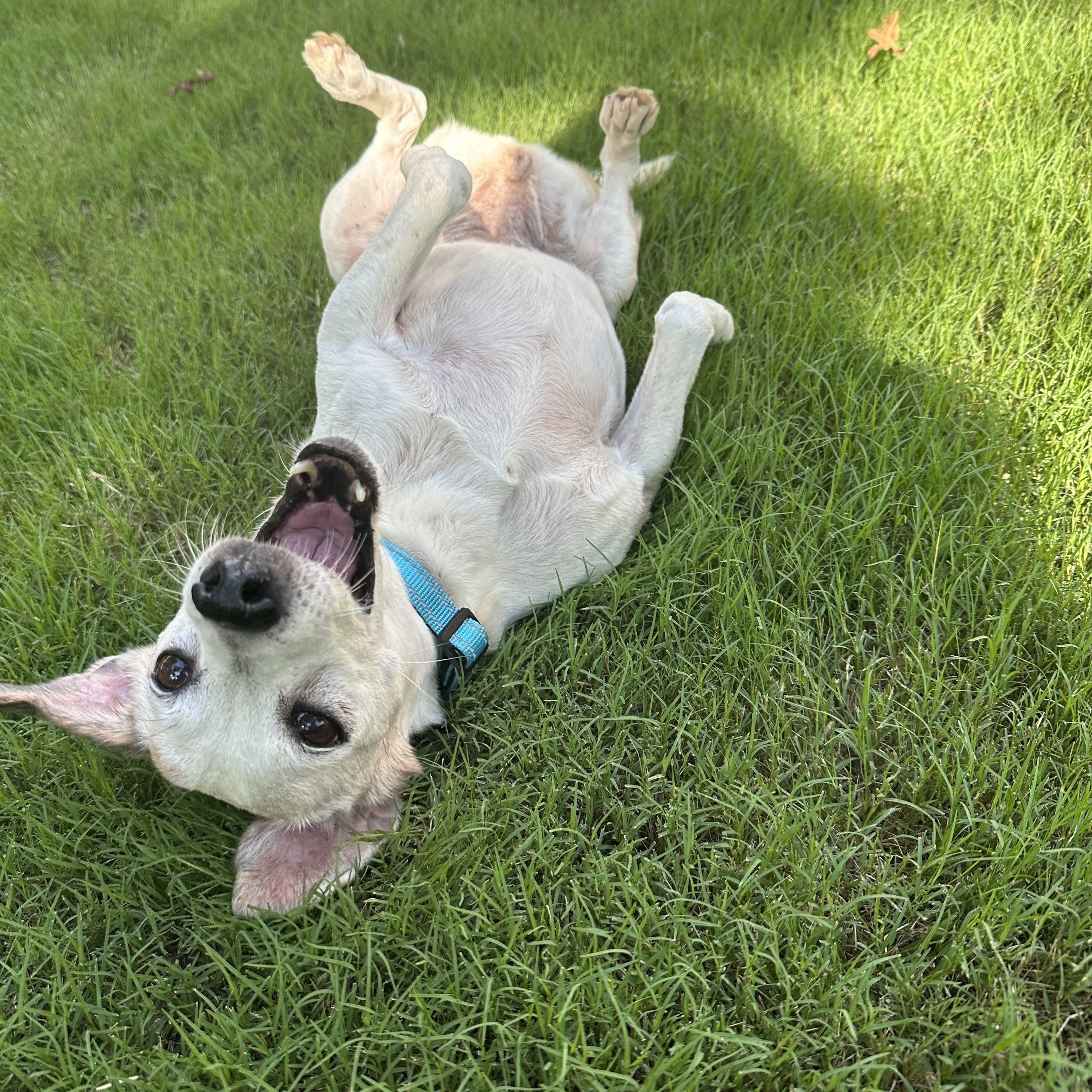 Flo, a ADOPTABLE mixed breed in Rock Hill, SC image 2/6