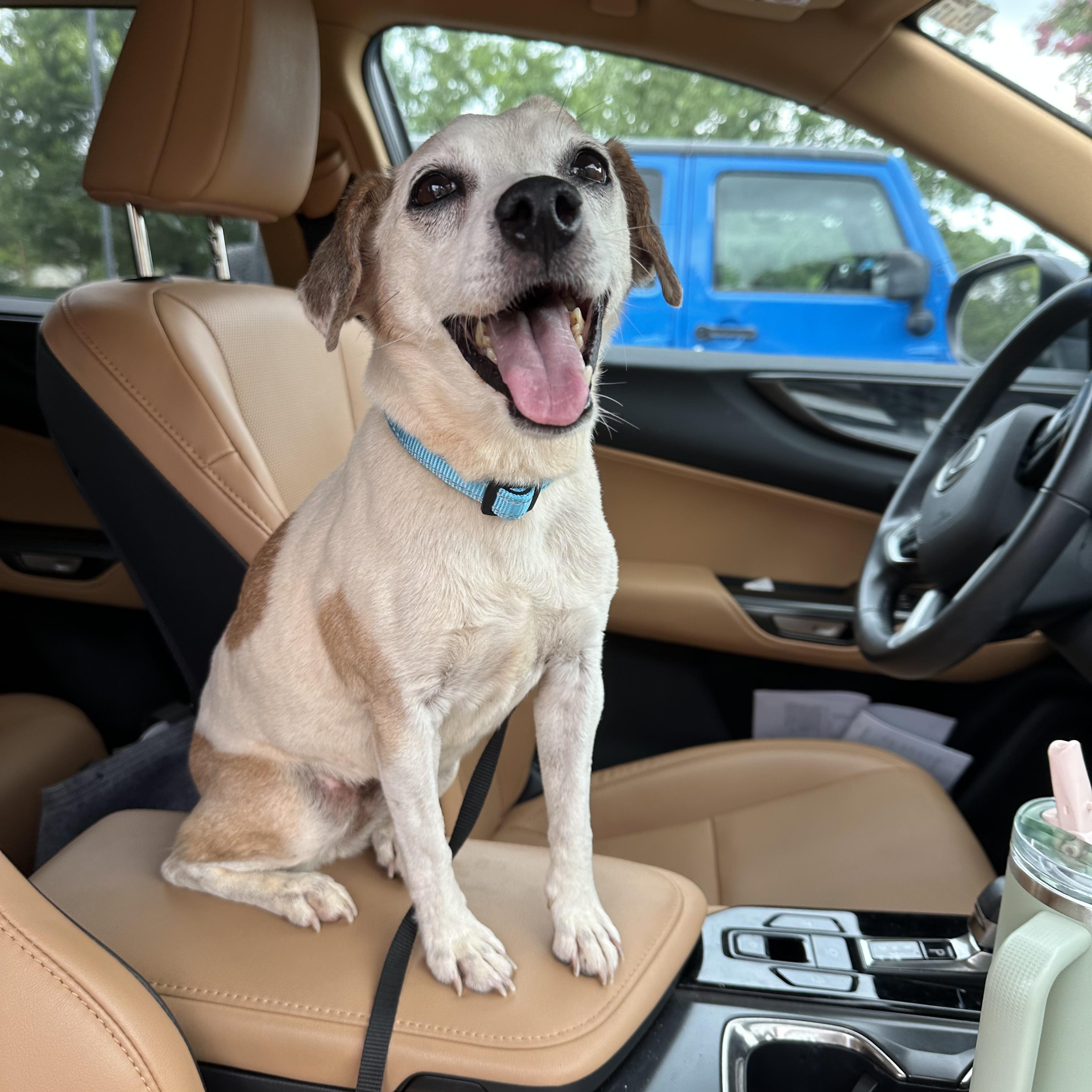 Flo, a ADOPTABLE mixed breed in Rock Hill, SC image 4/6