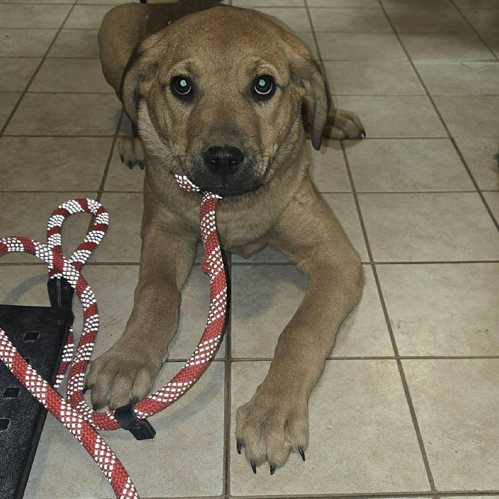 Enlarge Bubba, a ADOPTABLE mixed breed in Uxbridge, MA image 1/1