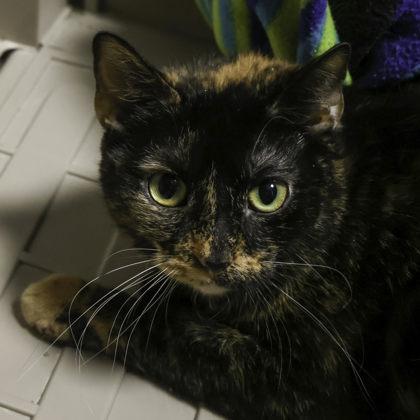 Enlarge Peanut, a Adoptable mixed breed in Madison, WI image 1/2