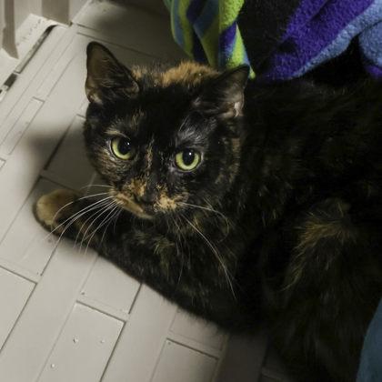 Enlarge Peanut, a Adoptable mixed breed in Madison, WI image 2/2