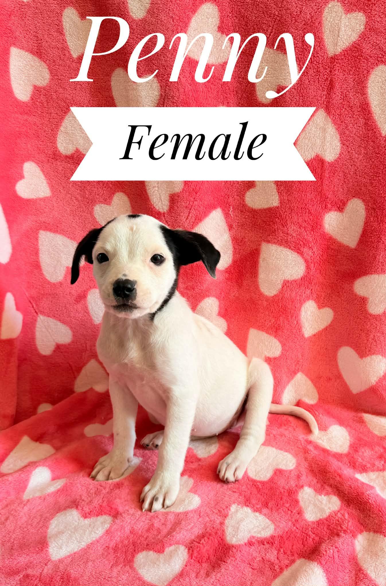 Penny, Adoptable, Puppy Female Brittany Spaniel & American Bulldog.