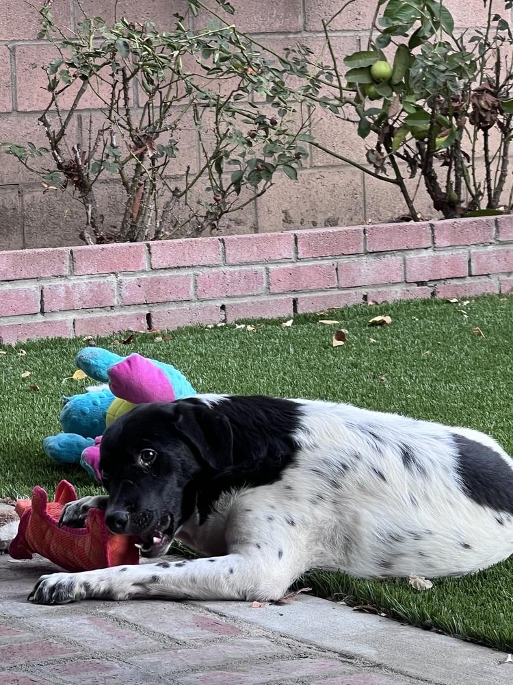 Benny, Adoptable, Young Male Australian Cattle Dog / Blue Heeler & Labrador Retriever.