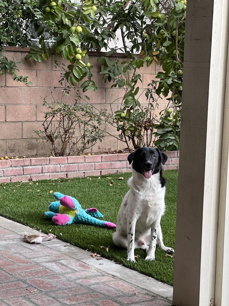 Enlarge Benny, a Adoptable mixed breed in Pasadena, CA image 2/6