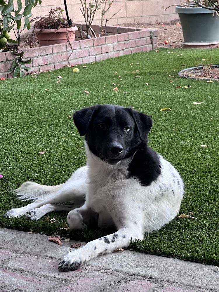 Enlarge Benny, a Adoptable mixed breed in Pasadena, CA image 3/6