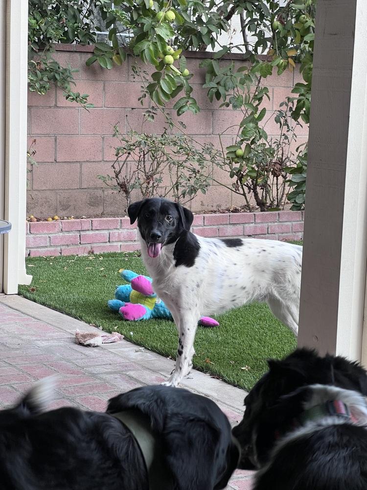 Enlarge Benny, a Adoptable mixed breed in Pasadena, CA image 5/6