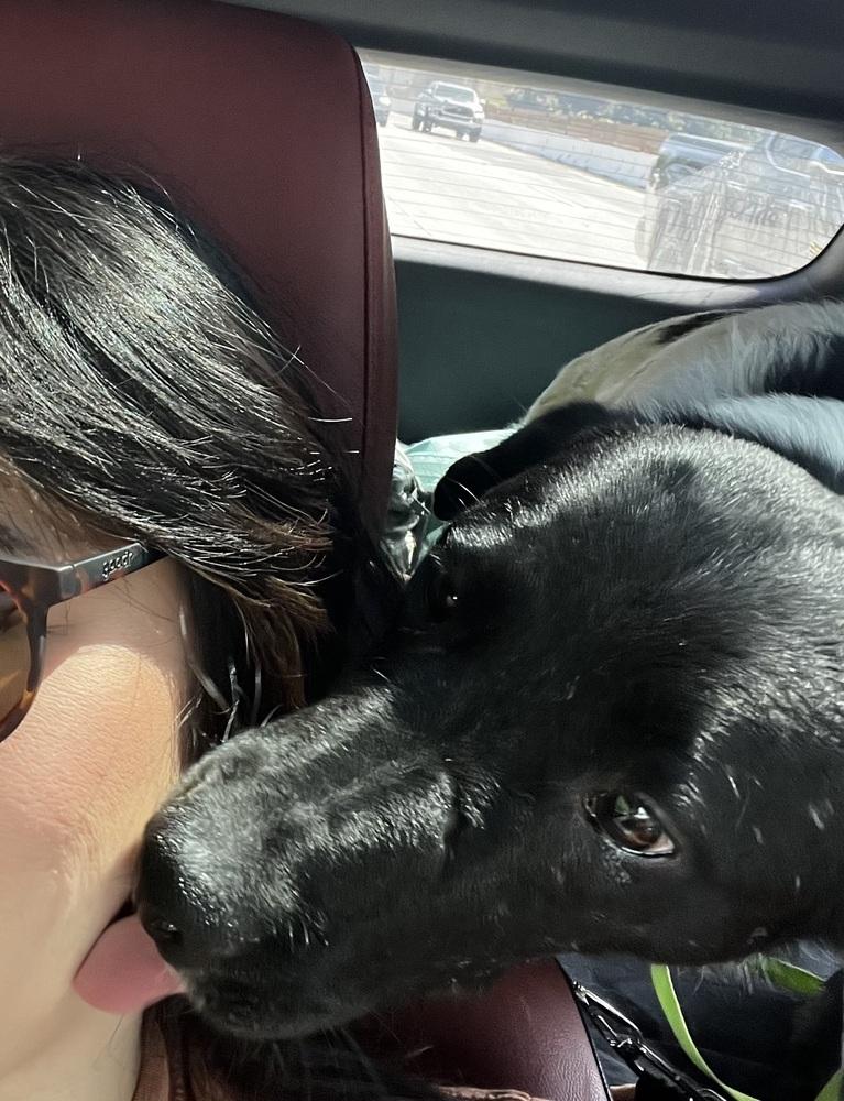 Enlarge Benny, a Adoptable mixed breed in Pasadena, CA image 4/6