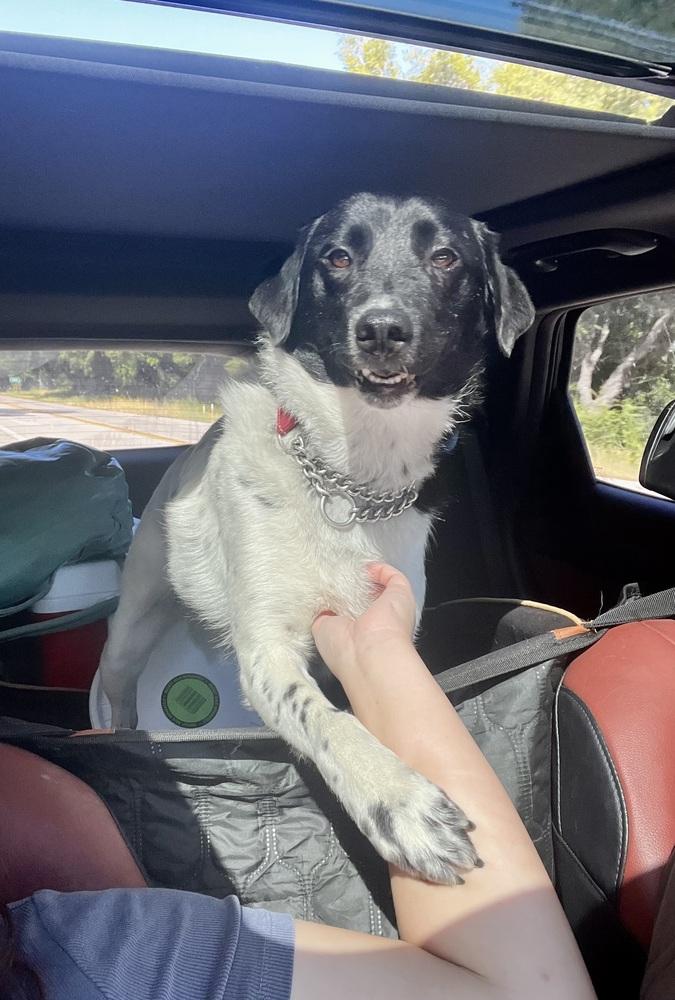 Enlarge Benny, a Adoptable mixed breed in Pasadena, CA image 5/6