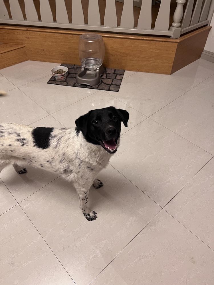 Enlarge Benny, a Adoptable mixed breed in Pasadena, CA image 6/6