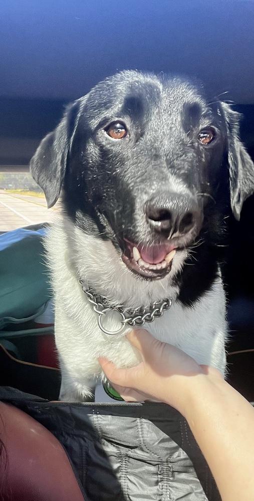 Enlarge Benny, a Adoptable mixed breed in Pasadena, CA image 6/6