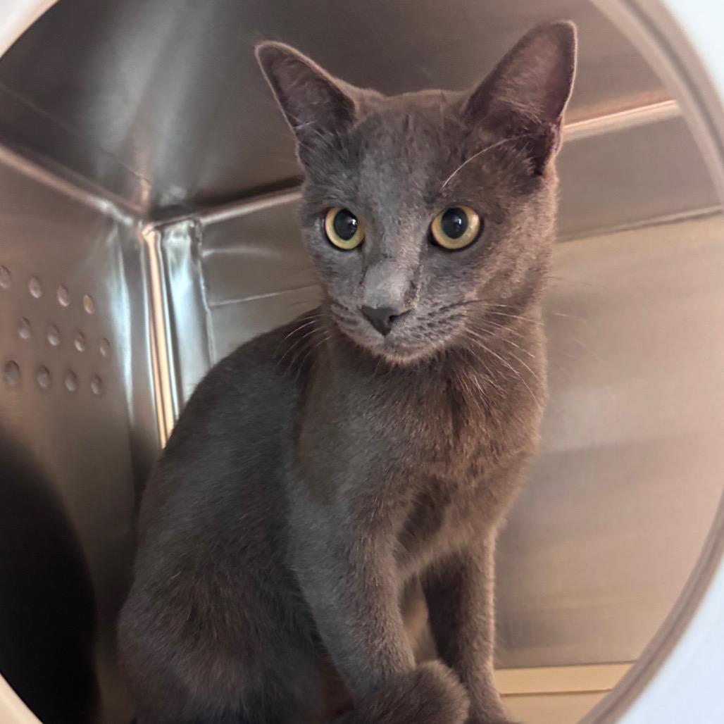 Enlarge Baby Clam Bake, a Adoptable Domestic Short Hair in Norman, OK image 1/1