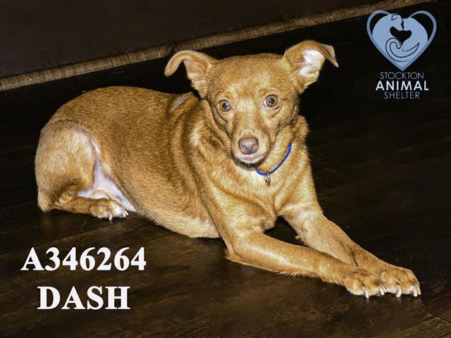 Enlarge DASH, a Adoptable Chihuahua in Stockton, CA image 1/1