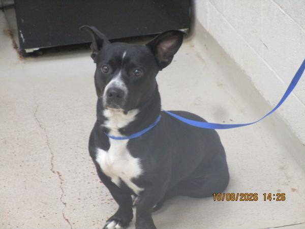 Enlarge Hercules(302), a Adoptable mixed breed in Marietta, GA image 1/1