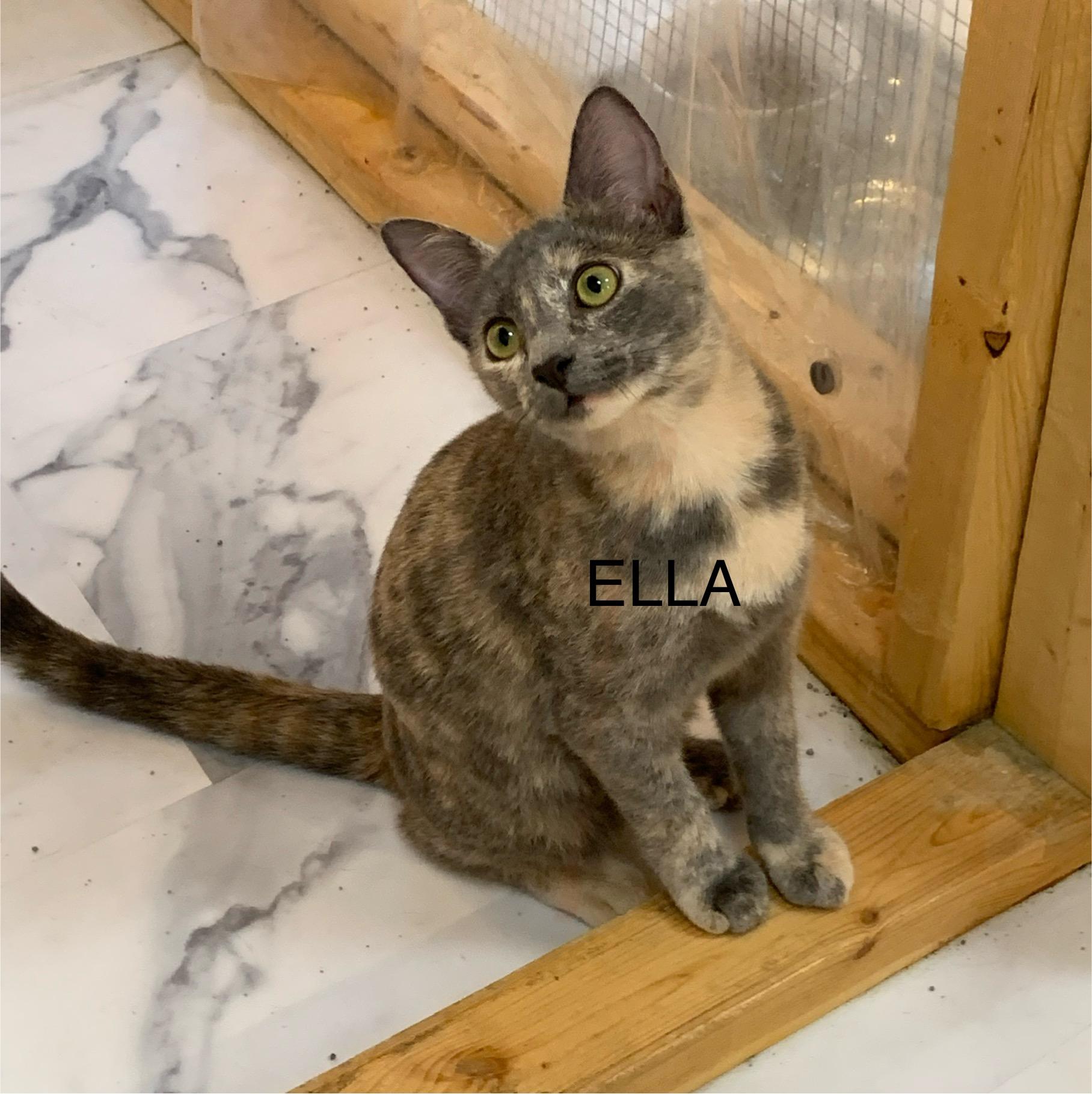 Ella, ADOPTABLE, Young Female Domestic Short Hair.