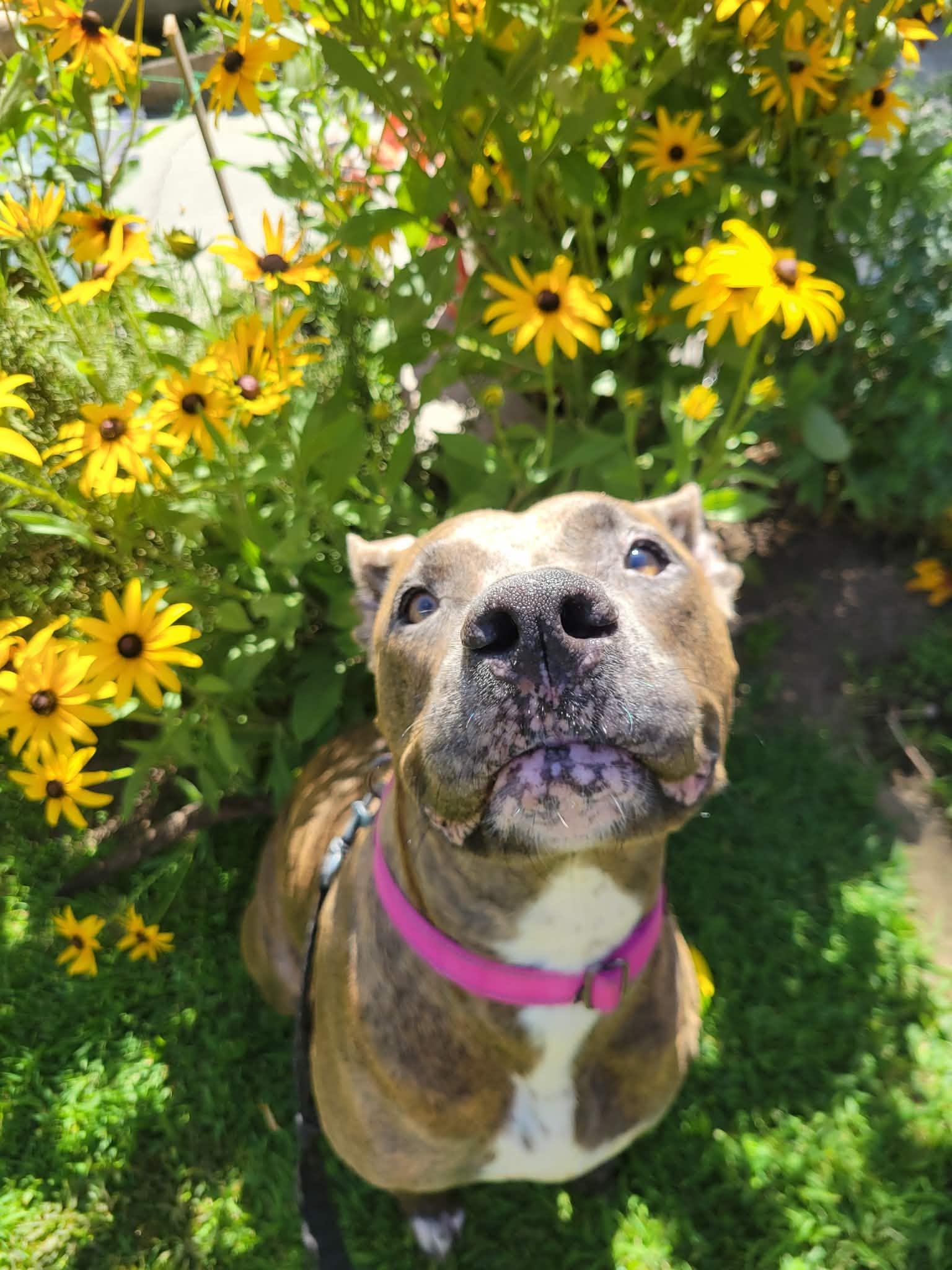 Gemma, a ADOPTABLE mixed breed in Beavercreek, OR image 3/6