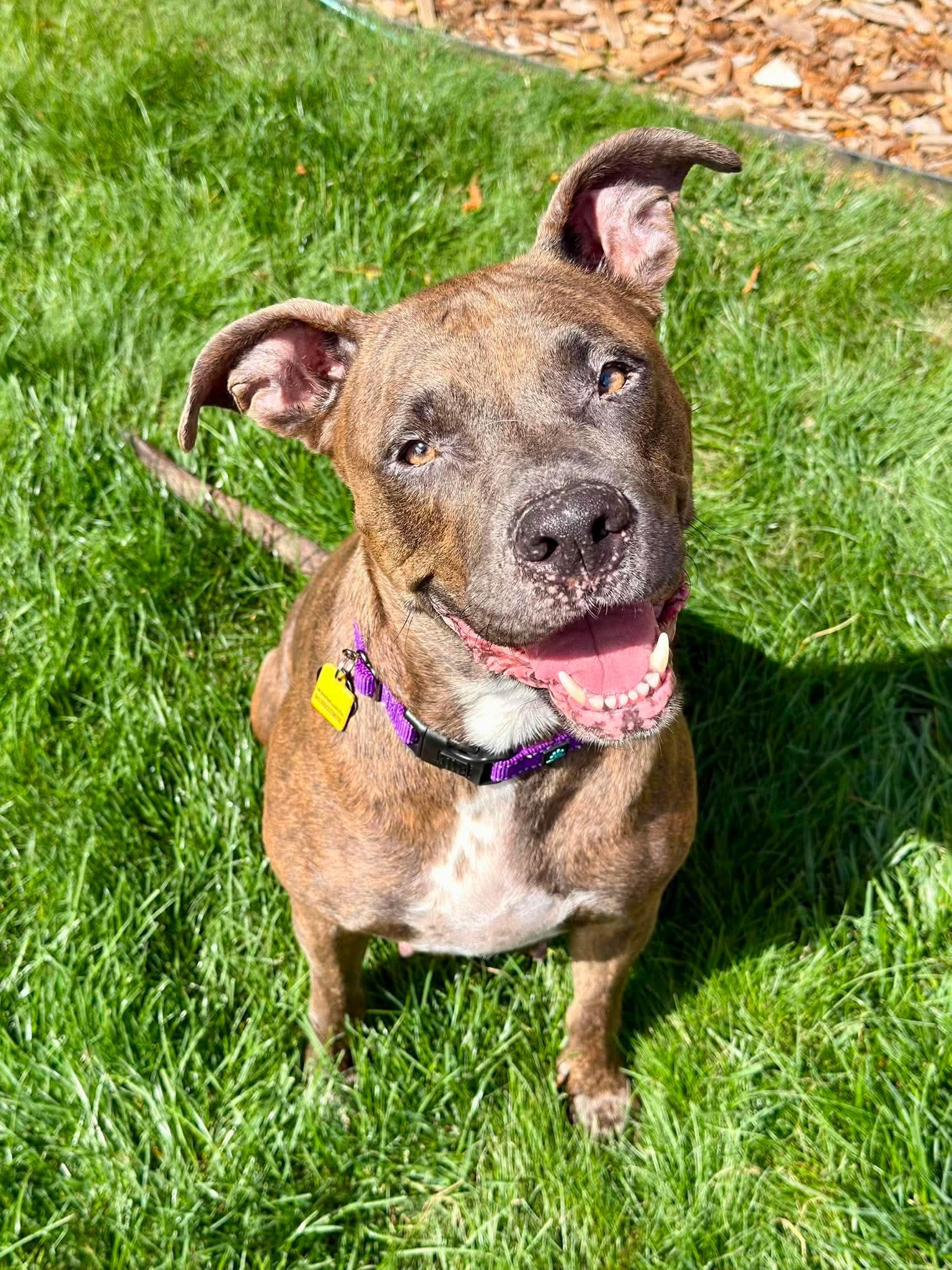 Gemma, a ADOPTABLE mixed breed in Beavercreek, OR image 2/6
