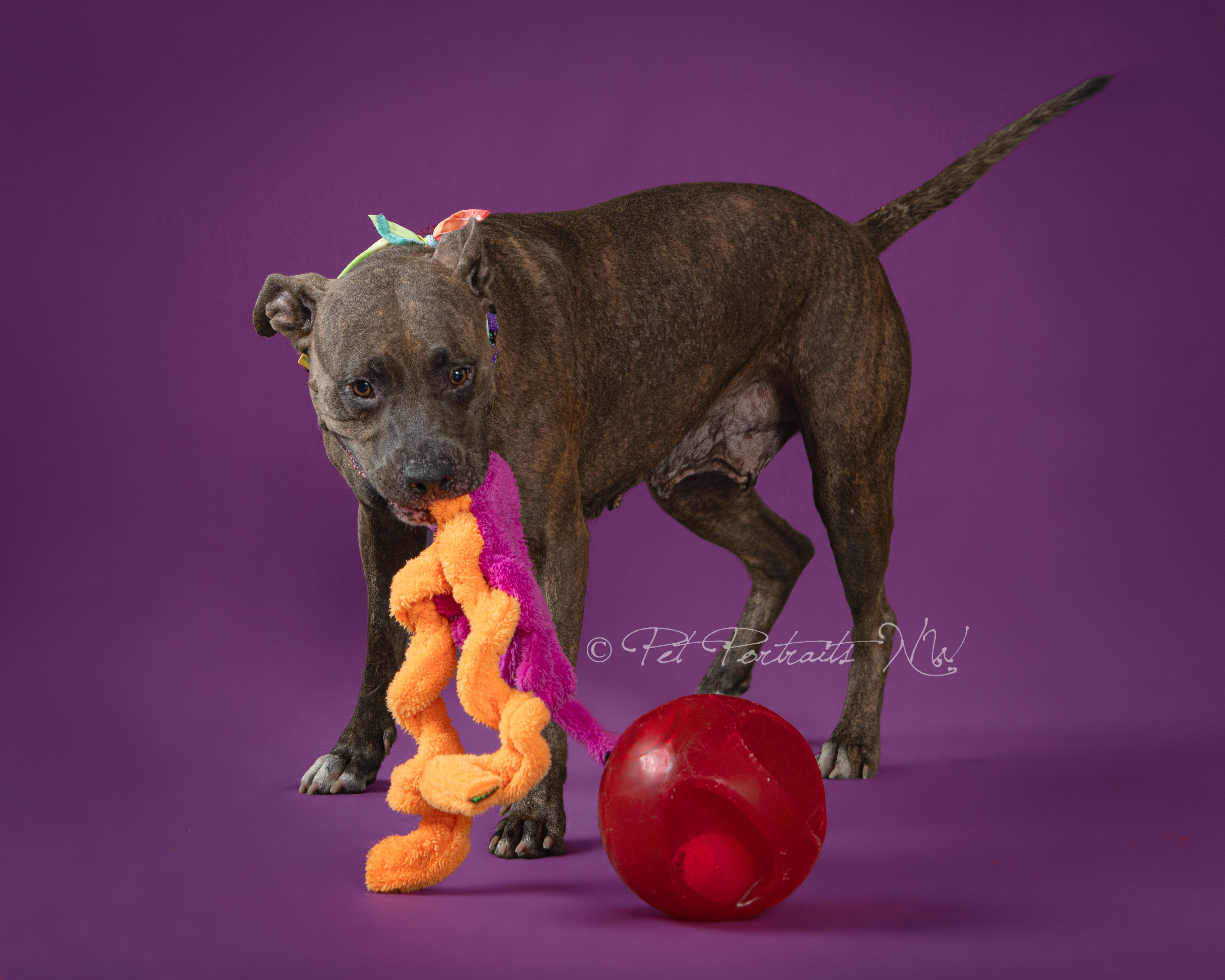 Gemma, a ADOPTABLE mixed breed in Beavercreek, OR image 5/6