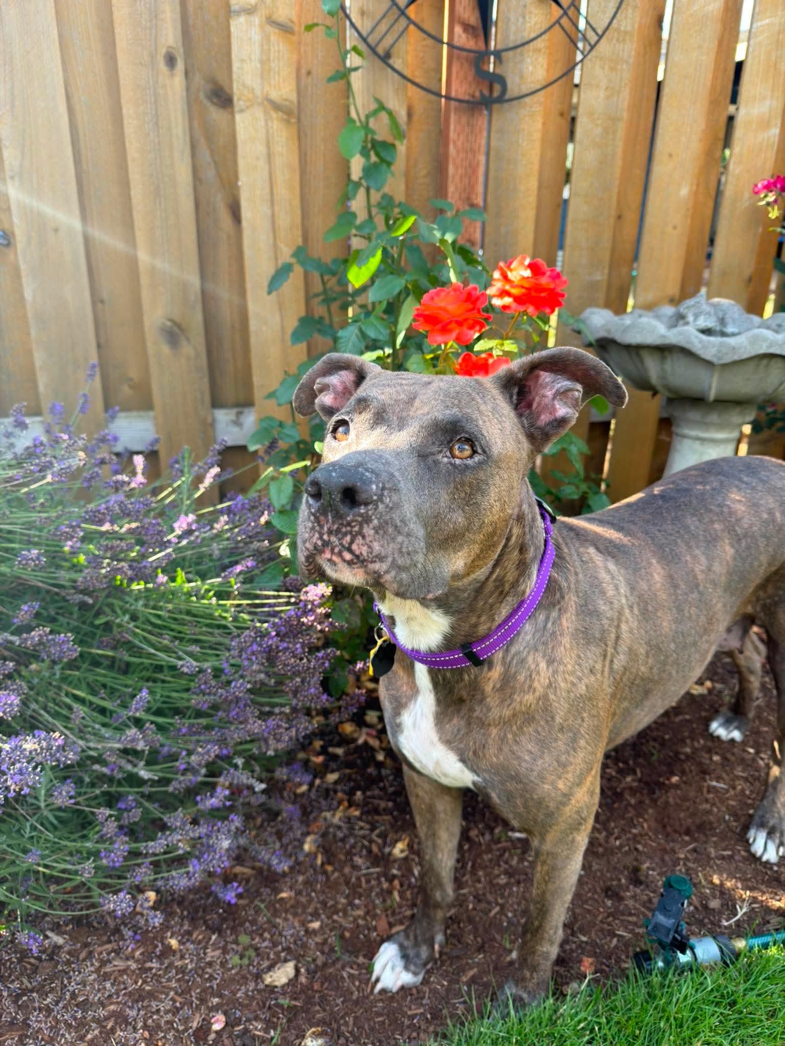 Gemma, a ADOPTABLE mixed breed in Beavercreek, OR image 6/6