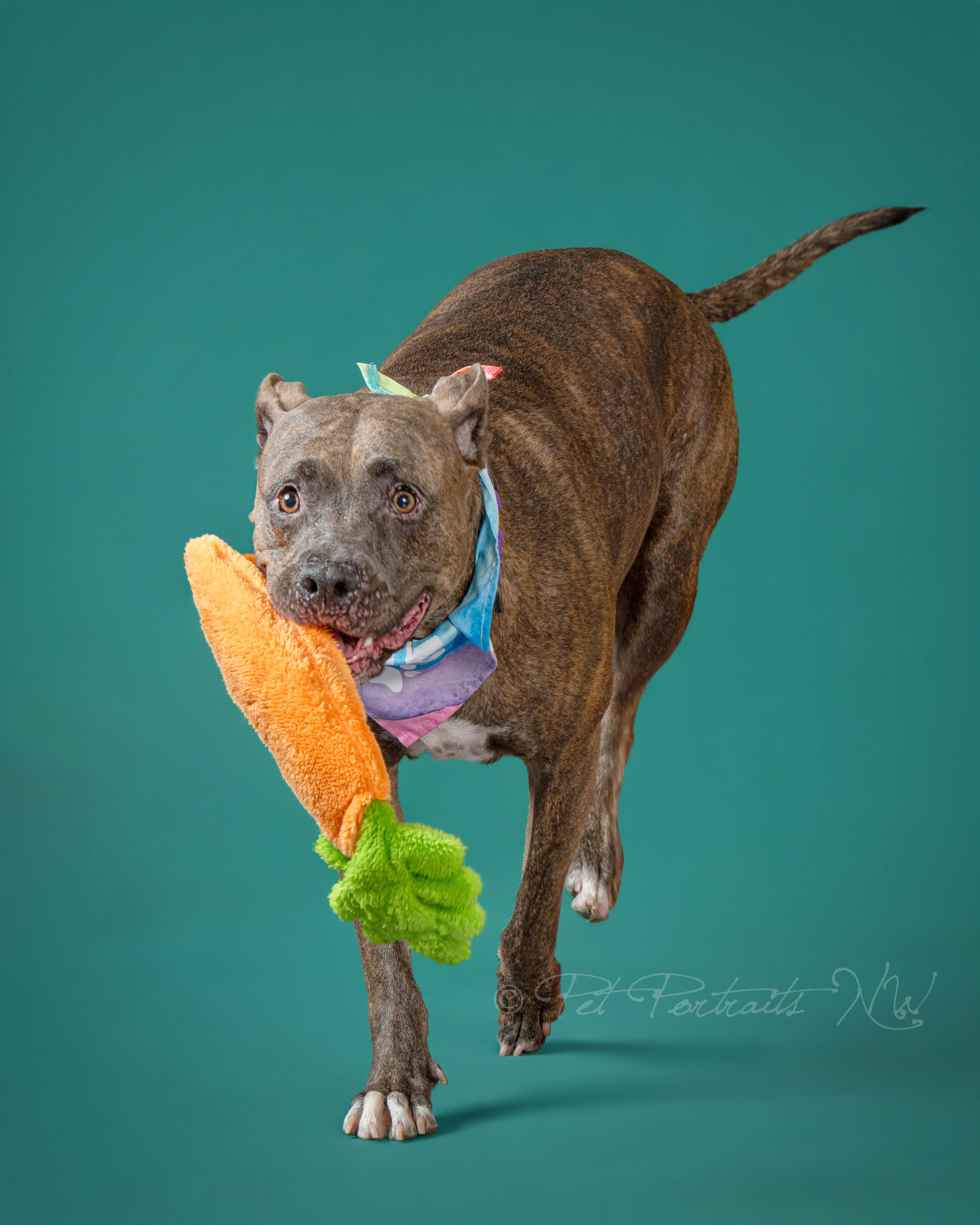 Gemma, a ADOPTABLE mixed breed in Beavercreek, OR image 1/6