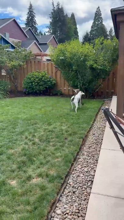 Enlarge Gemma, a ADOPTABLE mixed breed in Beavercreek, OR video 4/6