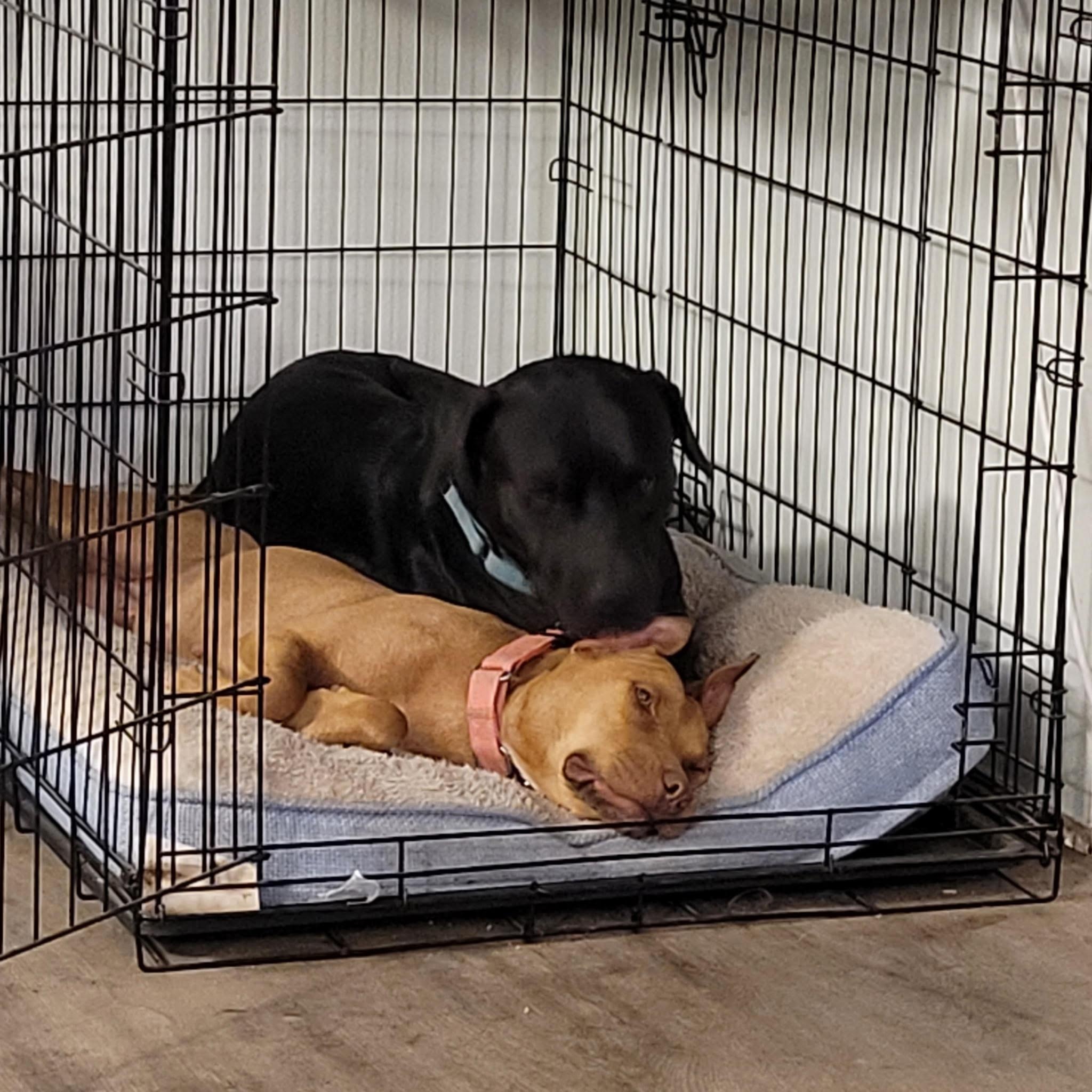 Enlarge Anabelle, a Adoptable mixed breed in Portland , OR image 6/6