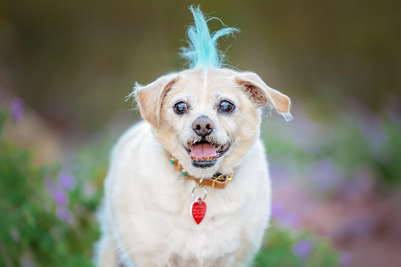 Enlarge Jake from State Farm - FOSTERED IN LAS VEGAS, a Adoptable mixed breed in Los Angeles, CA image 2/6