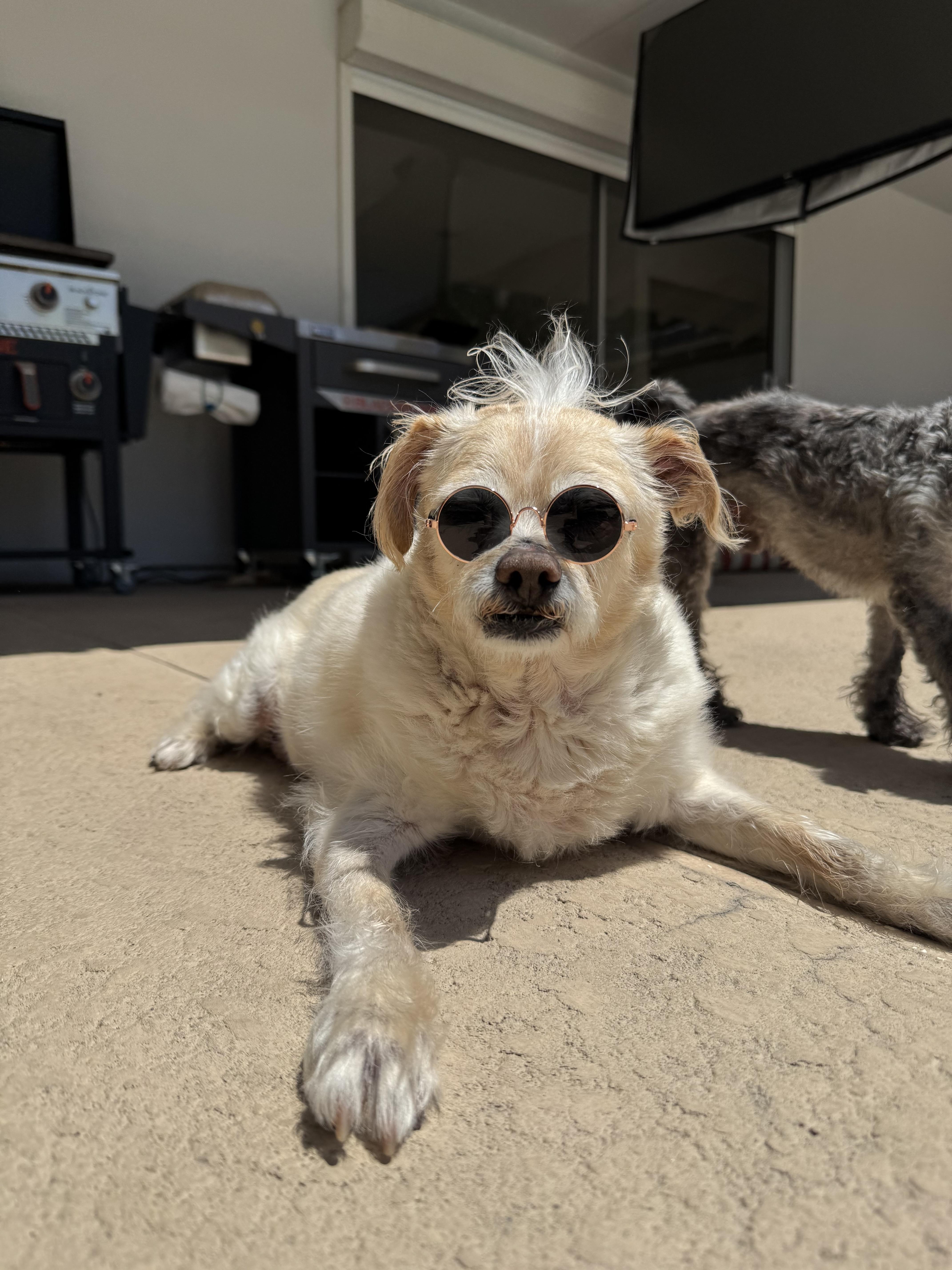 Jake from State Farm - FOSTERED IN LAS VEGAS
