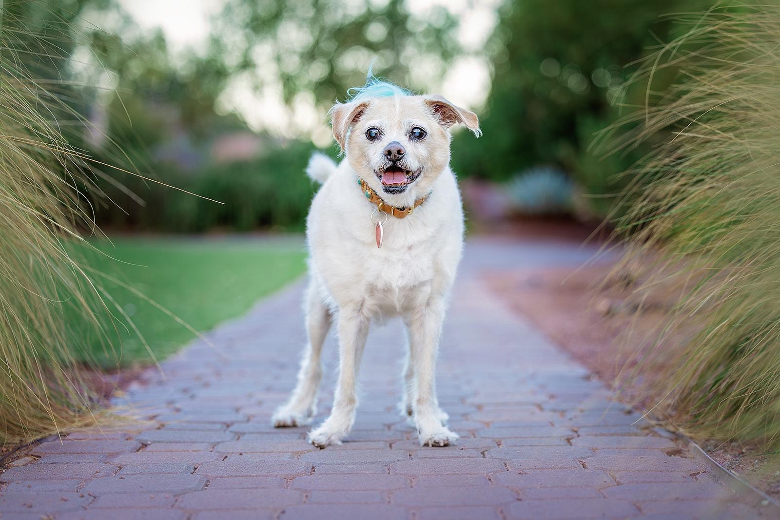 Jake from State Farm - FOSTERED IN LAS VEGAS, Adoptable, Adult Male Brussels Griffon & Jack Russell Terrier.