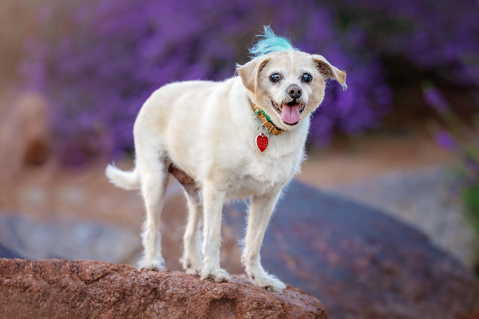 Enlarge Jake from State Farm - FOSTERED IN LAS VEGAS, a Adoptable mixed breed in Los Angeles, CA image 3/6