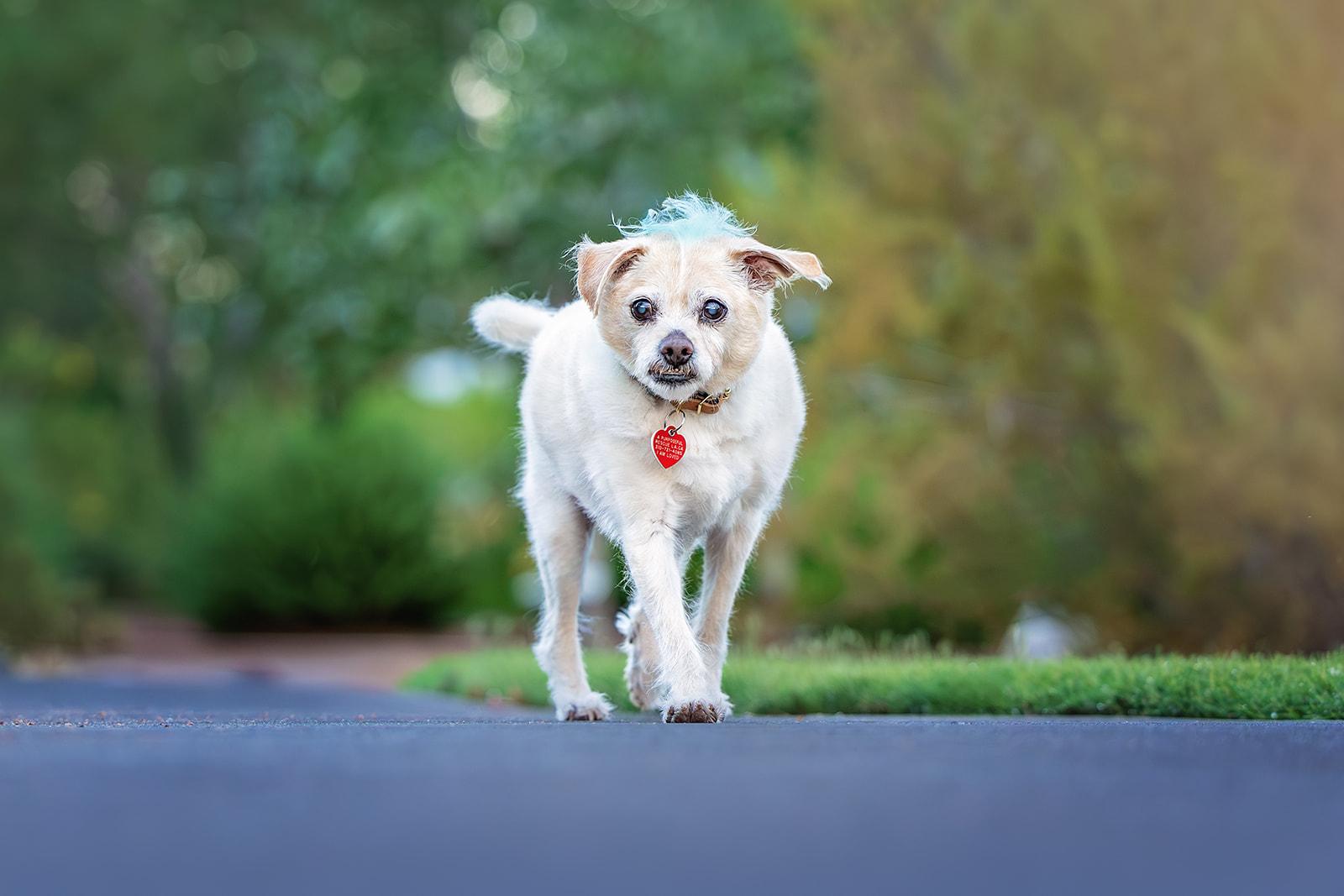 Enlarge Jake from State Farm - FOSTERED IN LAS VEGAS, a Adoptable mixed breed in Los Angeles, CA image 5/6