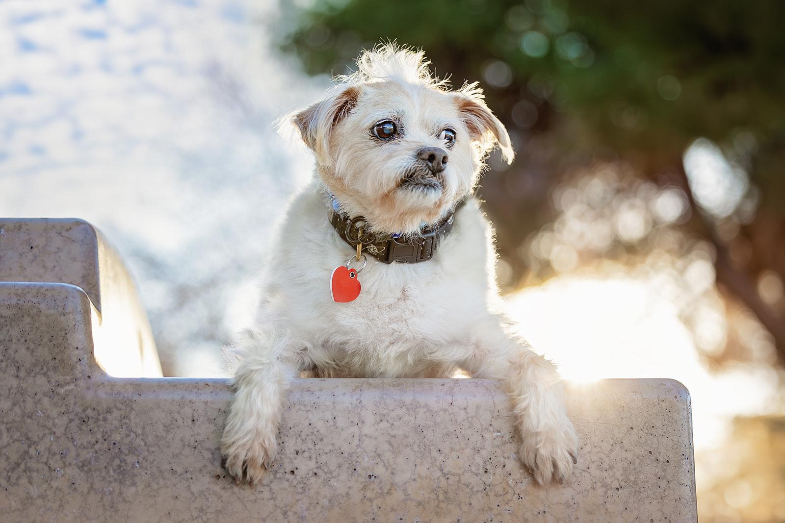 Jake from State Farm - FOSTERED IN LAS VEGAS photo 6