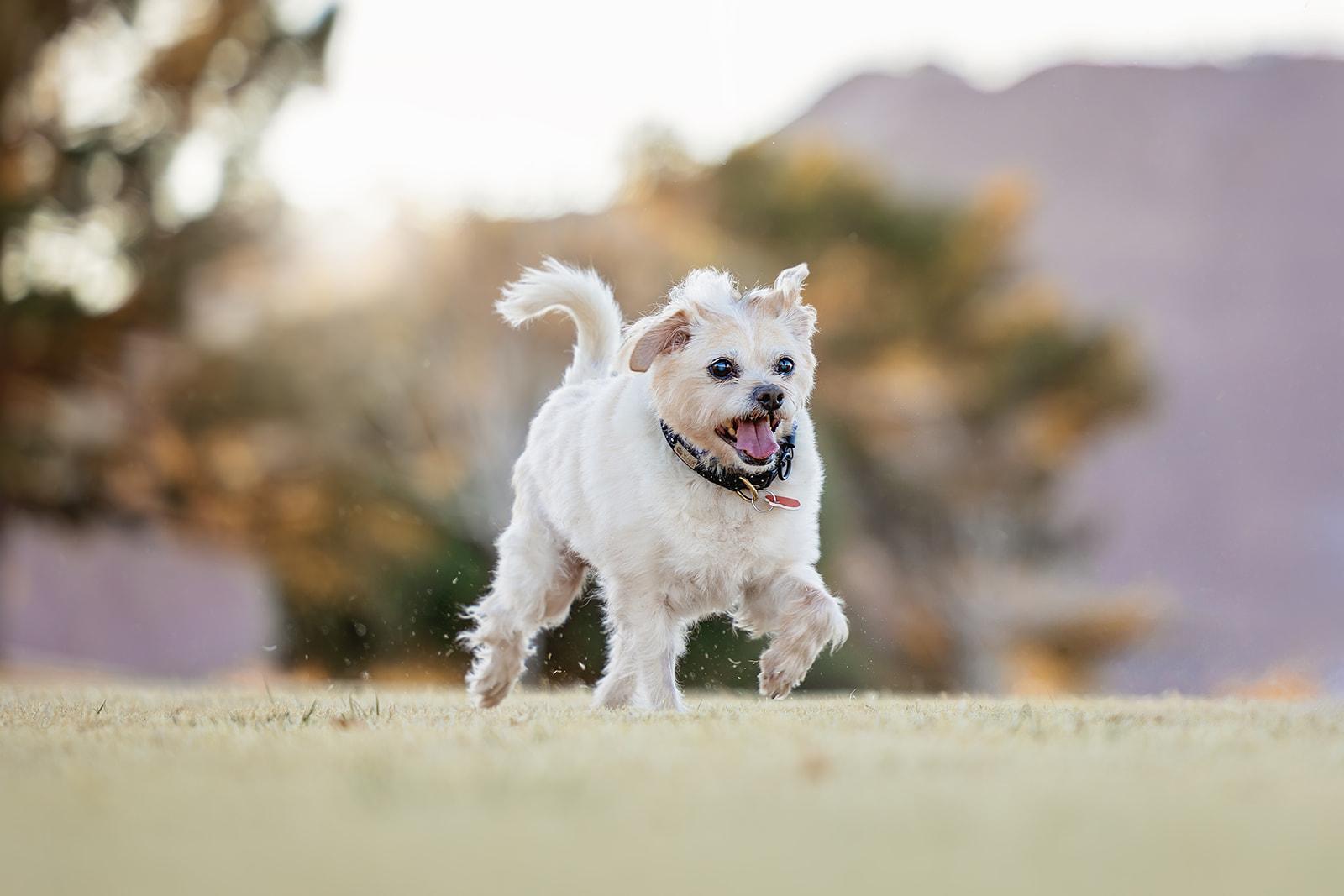 Jake from State Farm - FOSTERED IN LAS VEGAS