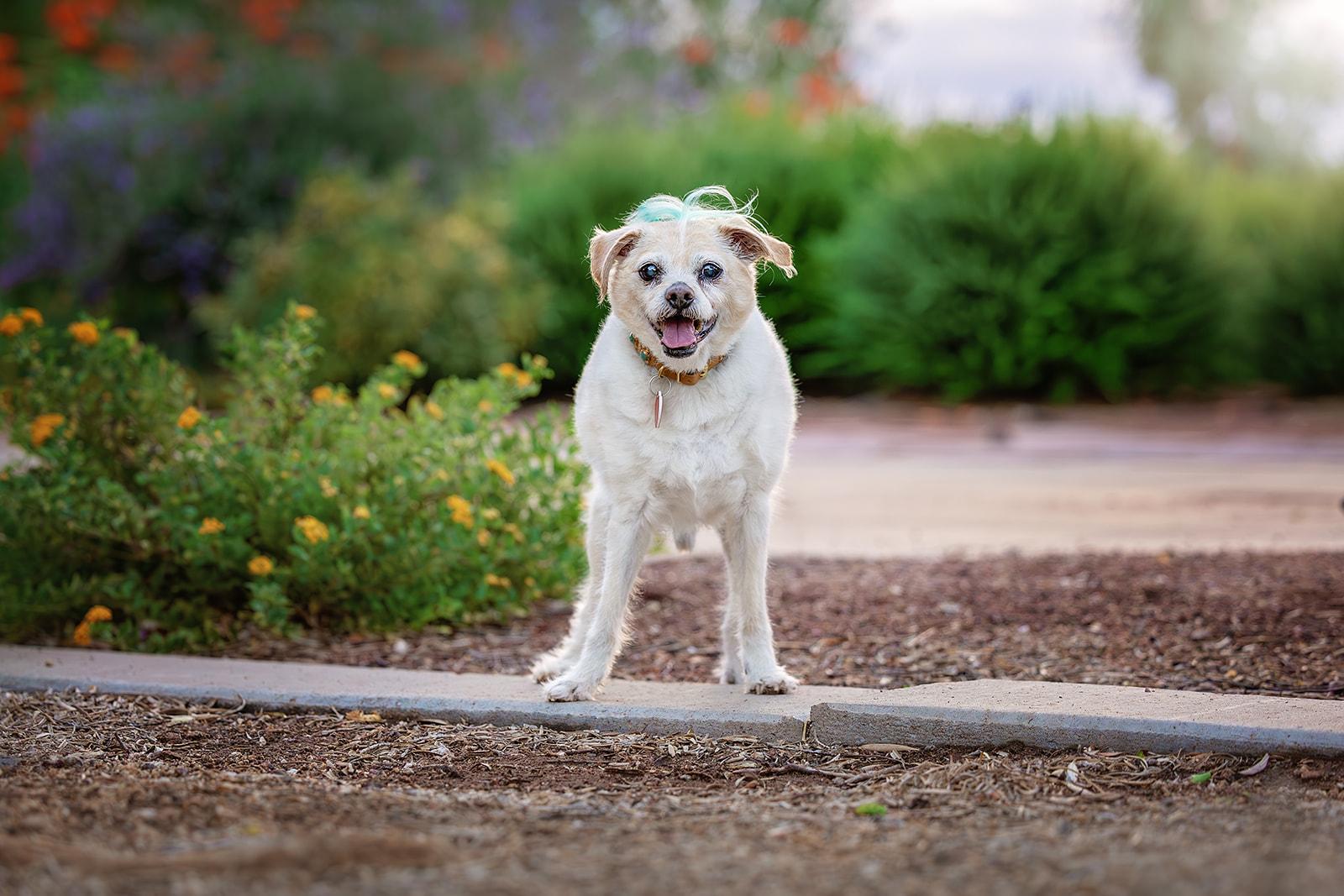 Enlarge Jake from State Farm - FOSTERED IN LAS VEGAS, a Adoptable mixed breed in Los Angeles, CA image 6/6