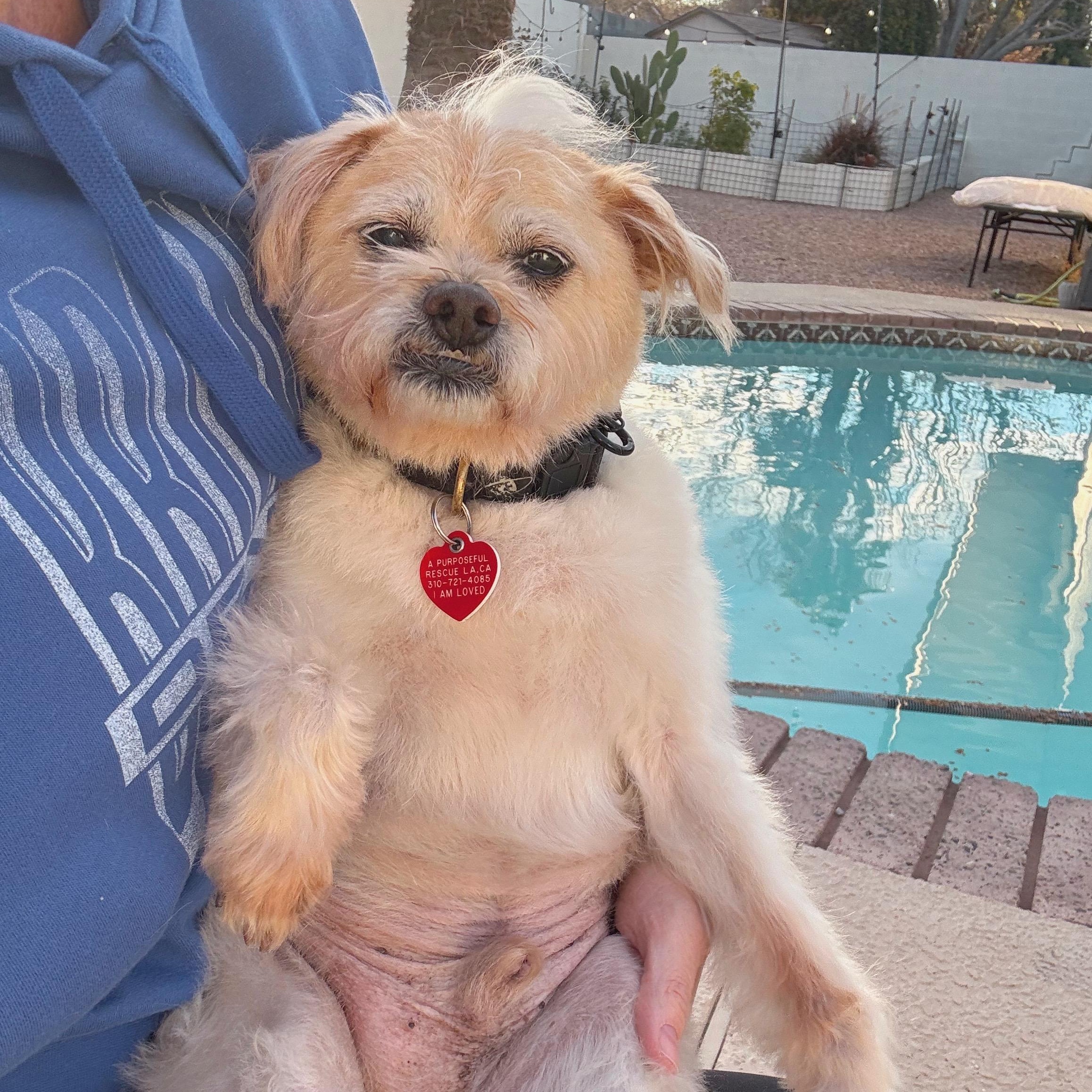 Jake from State Farm - FOSTERED IN LAS VEGAS photo 4