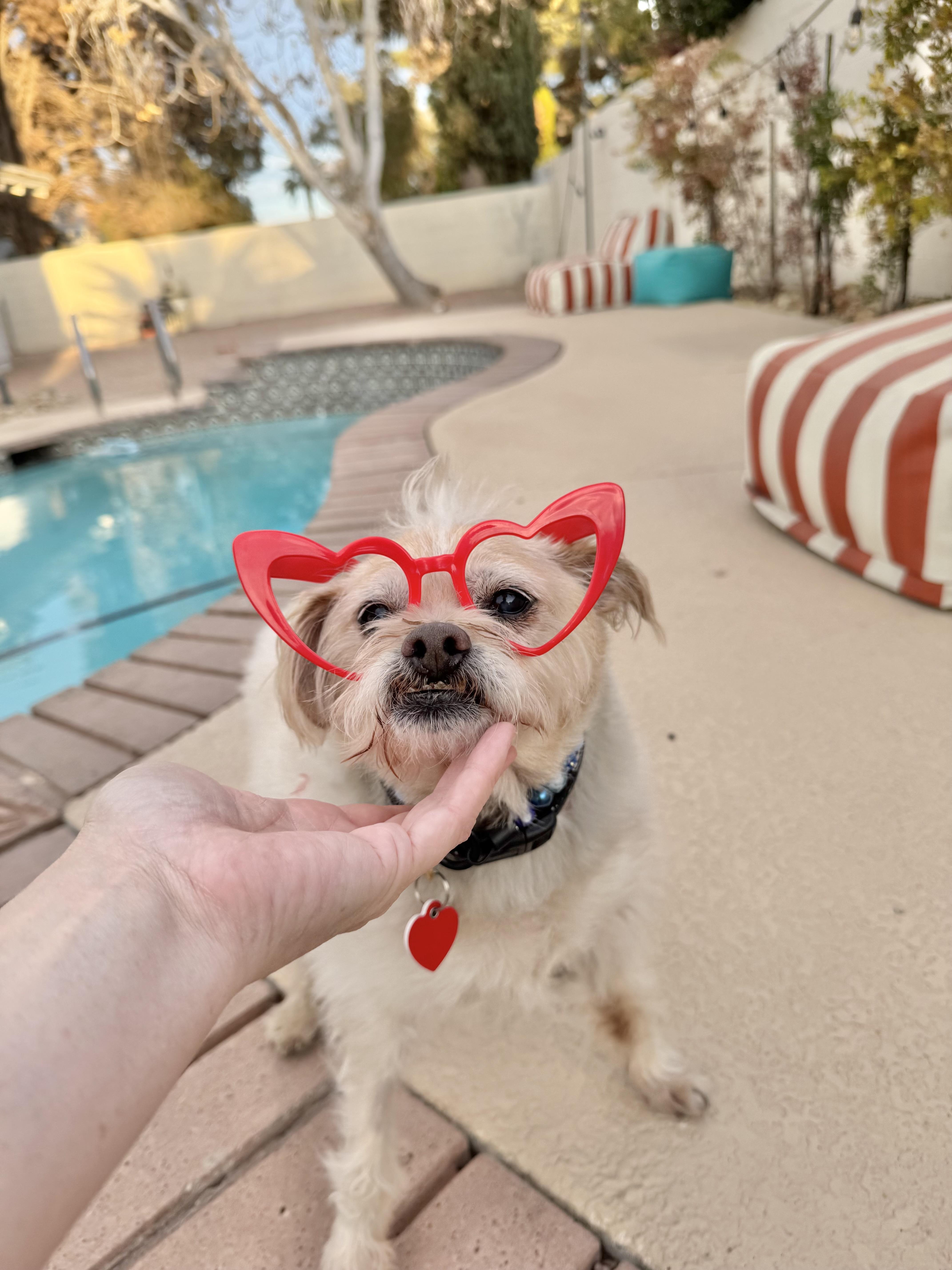 Jake from State Farm - FOSTERED IN LAS VEGAS photo 5