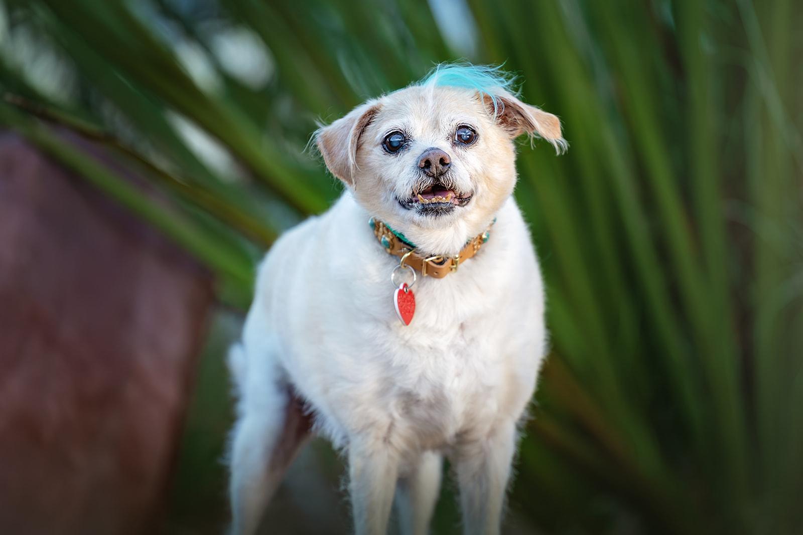 Enlarge Jake from State Farm - FOSTERED IN LAS VEGAS, a Adoptable mixed breed in Los Angeles, CA image 4/6
