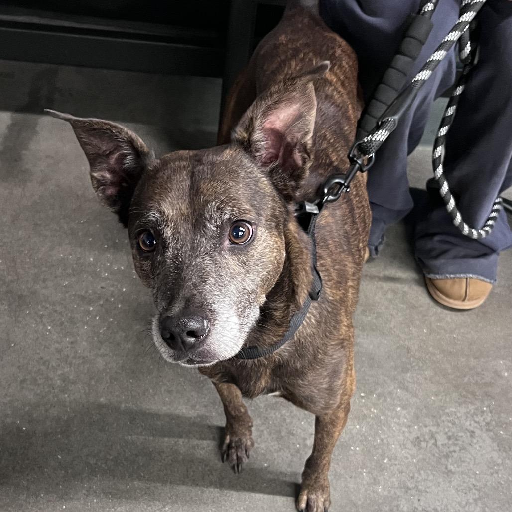 Clyde, ADOPTABLE, Adult • Male, Dutch Shepherd & Mixed Breed.