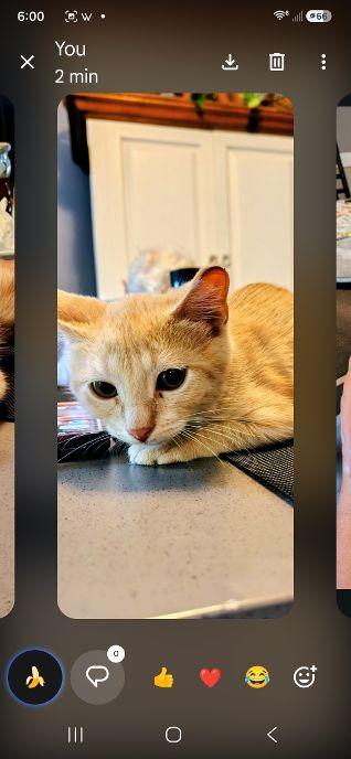 Enlarge Cee Cee, a ADOPTABLE Domestic Medium Hair in Belvidere, NJ image 3/3