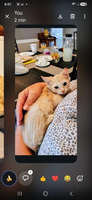 Enlarge Cee Cee, a ADOPTABLE Domestic Medium Hair in Belvidere, NJ image 2/3