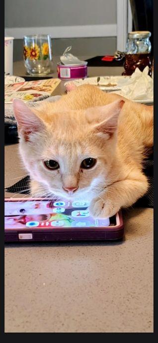 Cee Cee, ADOPTABLE, Kitten Male Domestic Medium Hair.