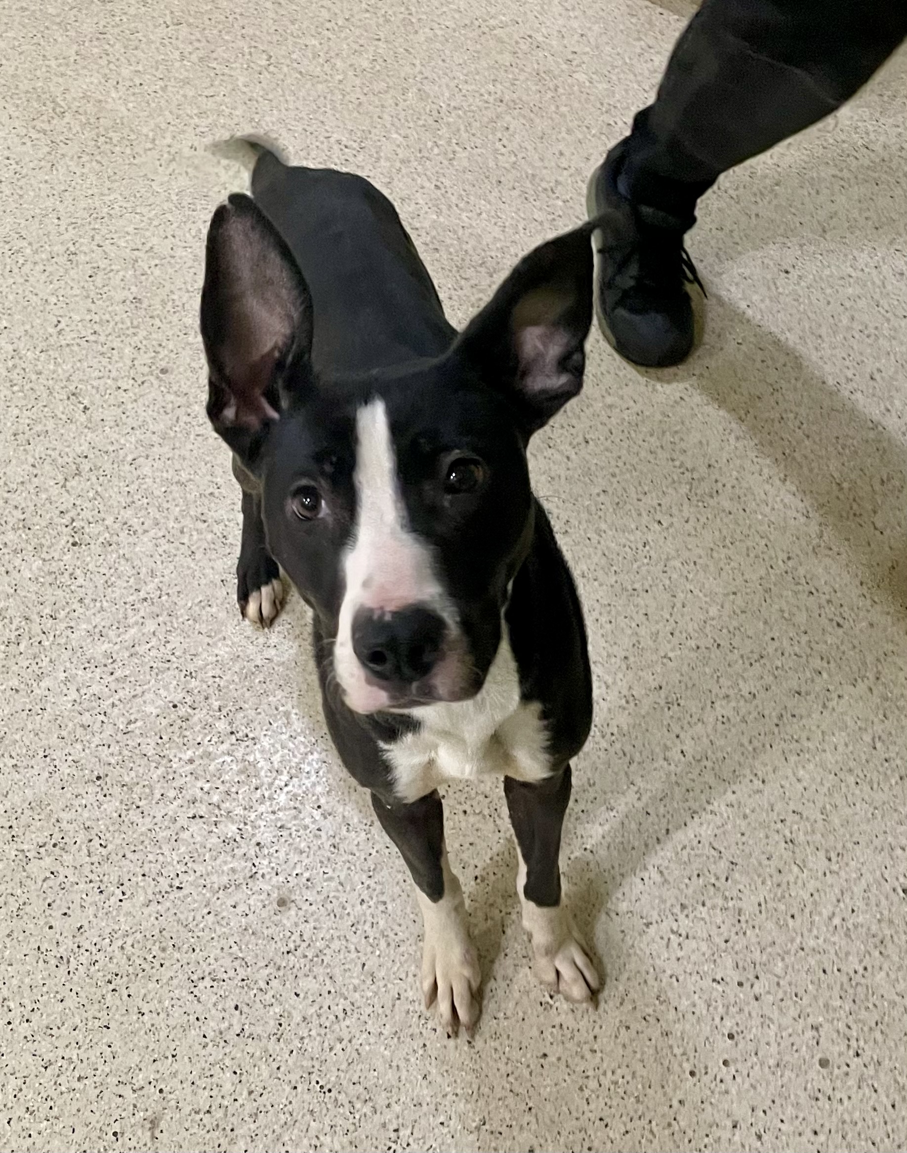 Animal Shelters Muncie Indiana 24 - c0yiv53