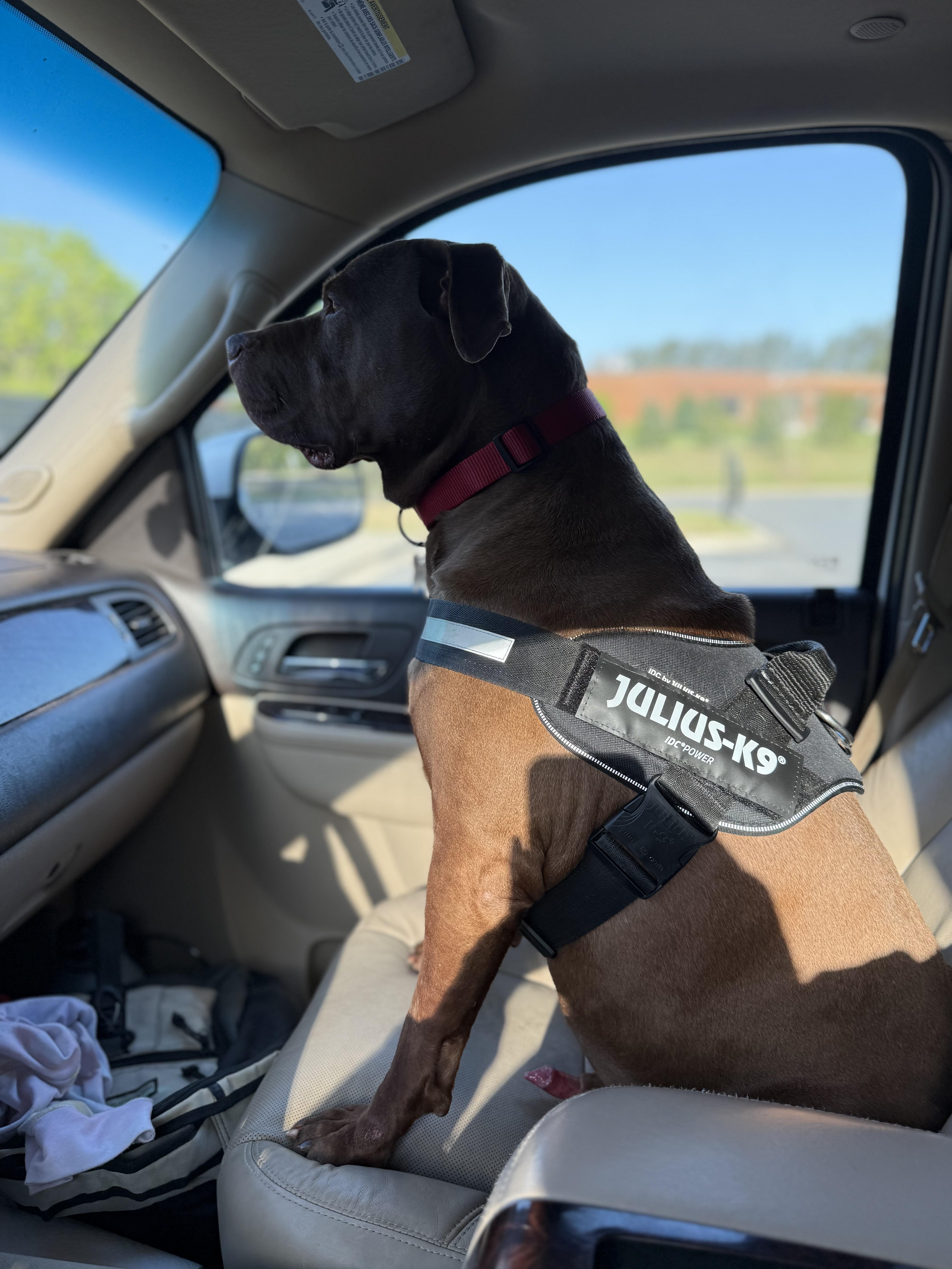 Bentley, Adoptable, Adult Male American Bulldog & Chocolate Labrador Retriever.