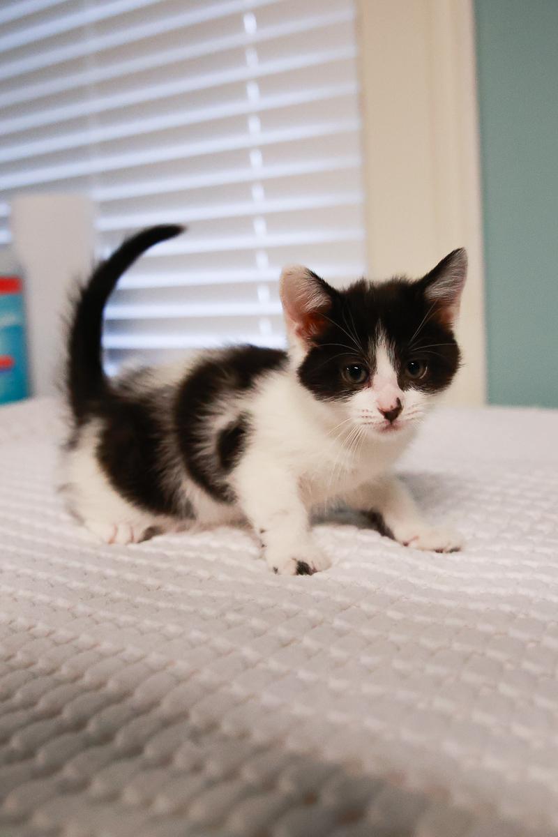 Enlarge Hoosier, an adopted Domestic Short Hair in Loogootee, IN image 1/1