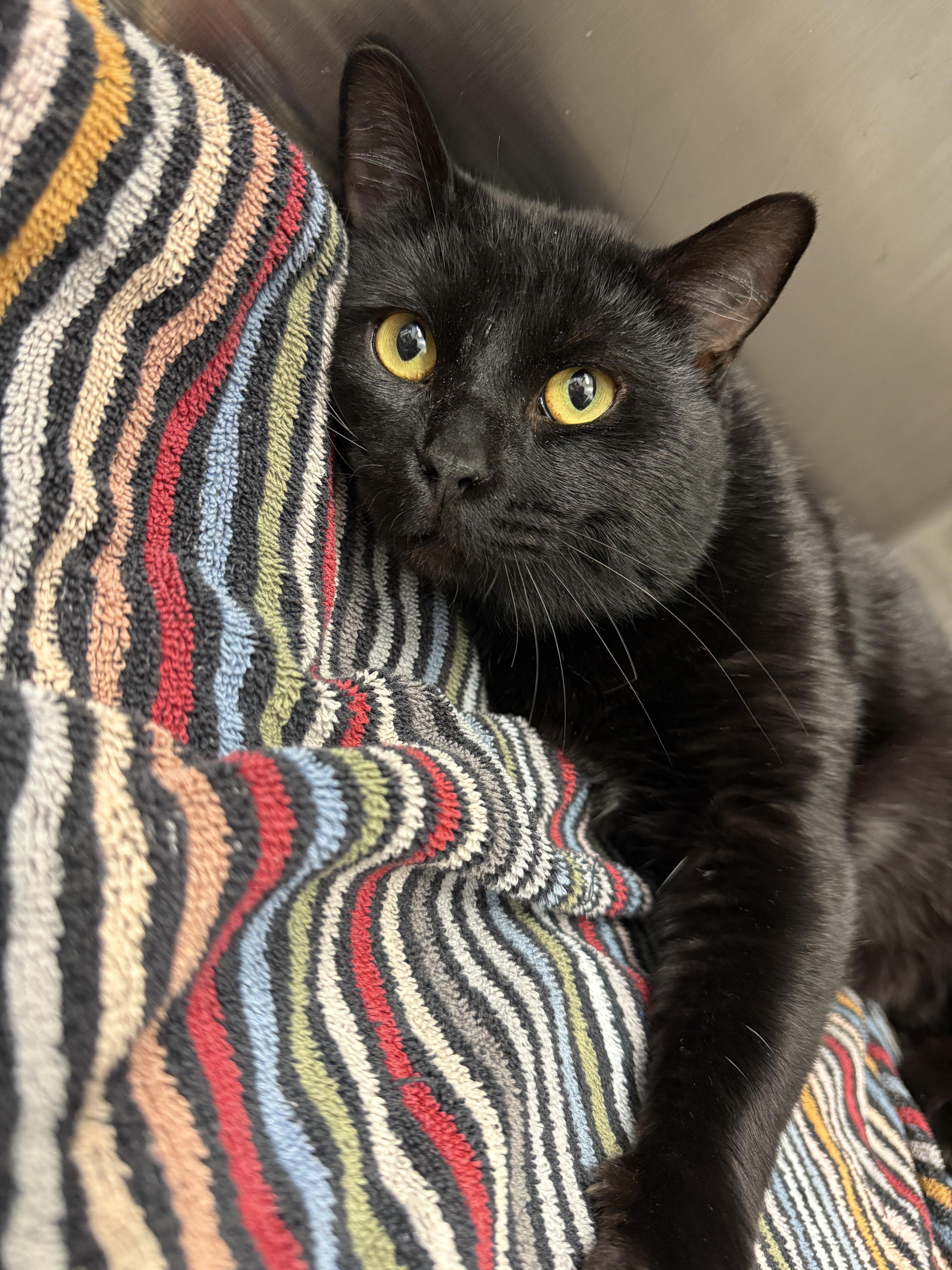 Midnight (FIV+), Adoptable, Adult Male Domestic Short Hair.