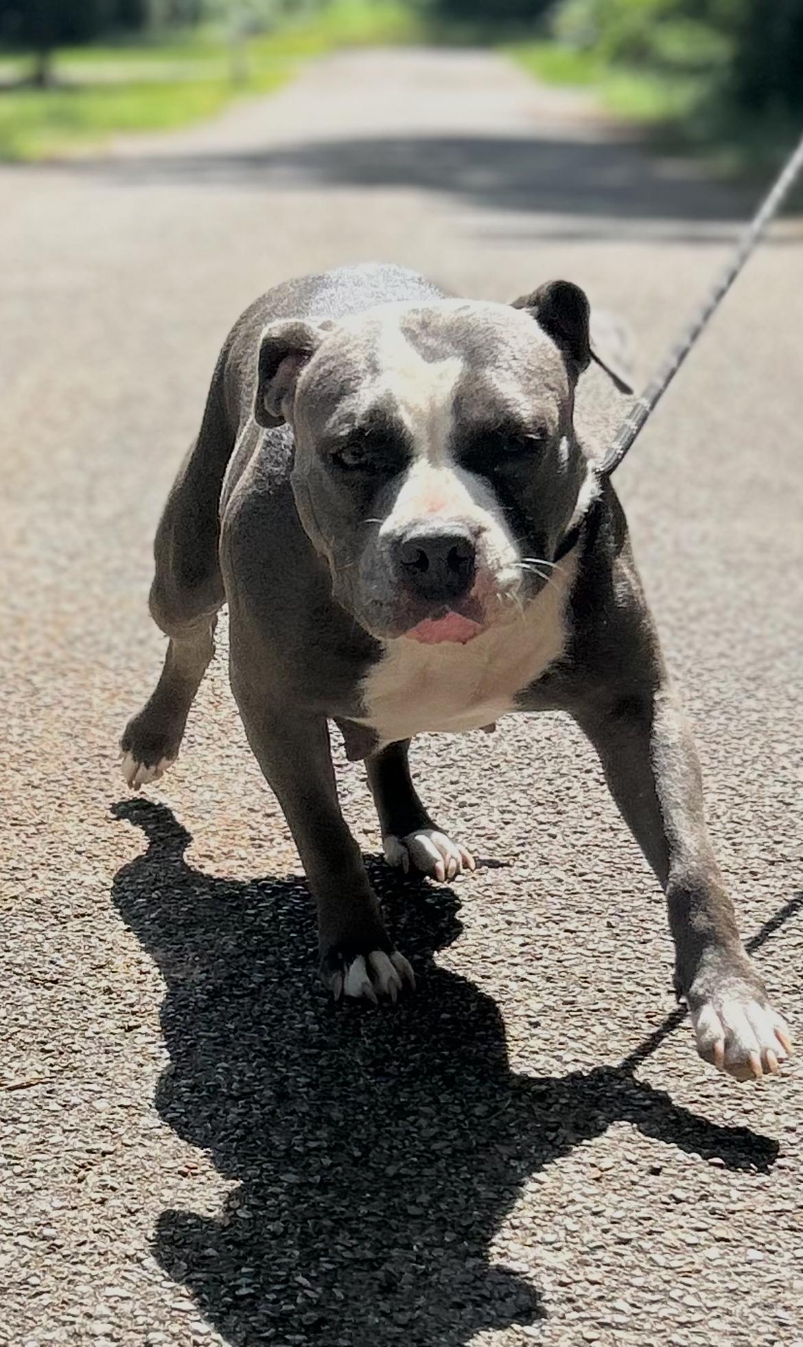Enlarge Macy, a Adoptable American Staffordshire Terrier in conroe, TX image 4/6